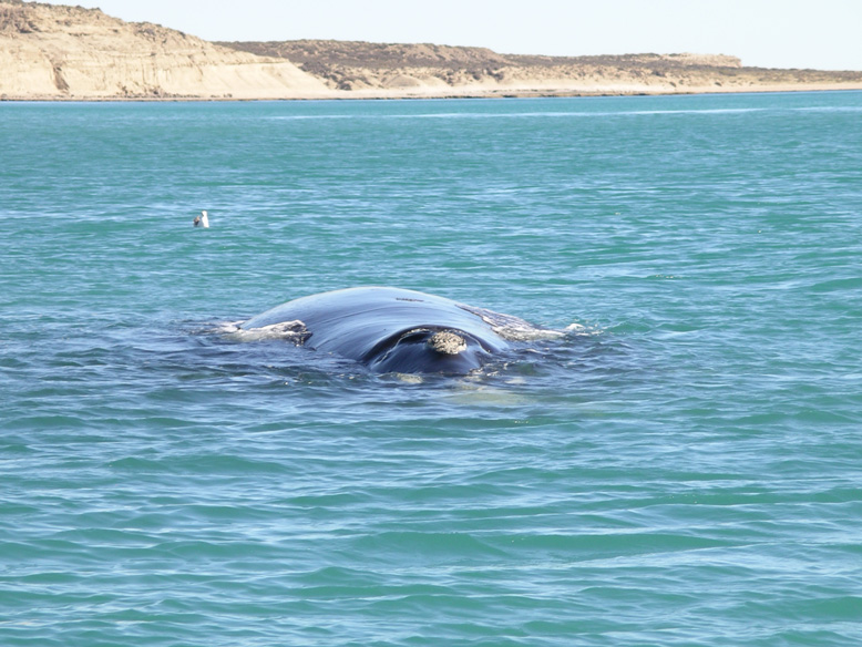 balena austral